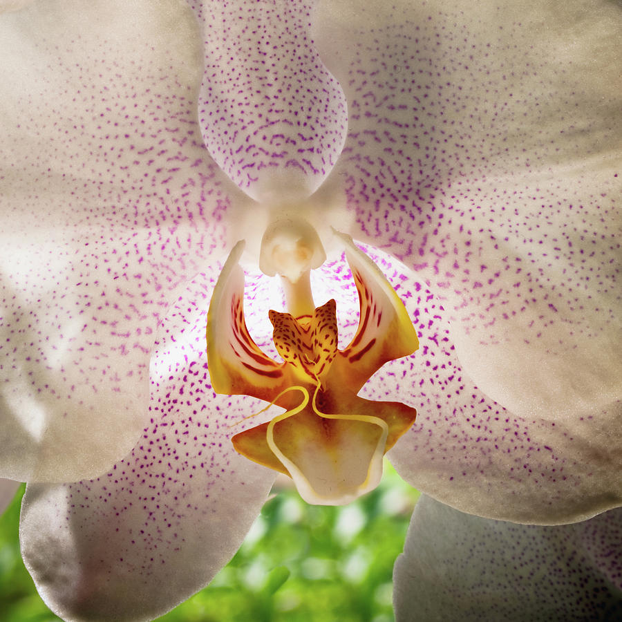 Orchid Macro #1 Photograph by Jim DeLillo