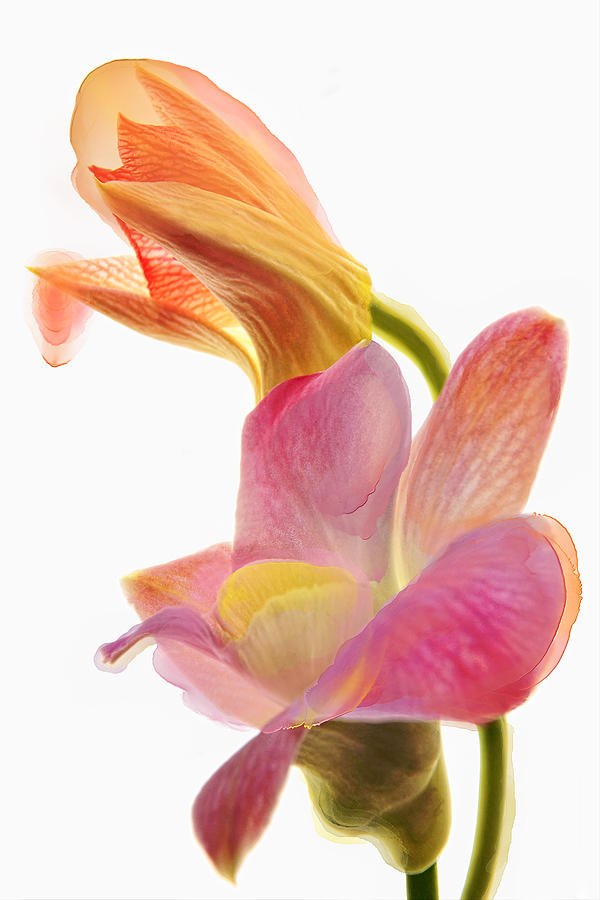 Orchid Morphing II #1 Photograph by Leda Robertson