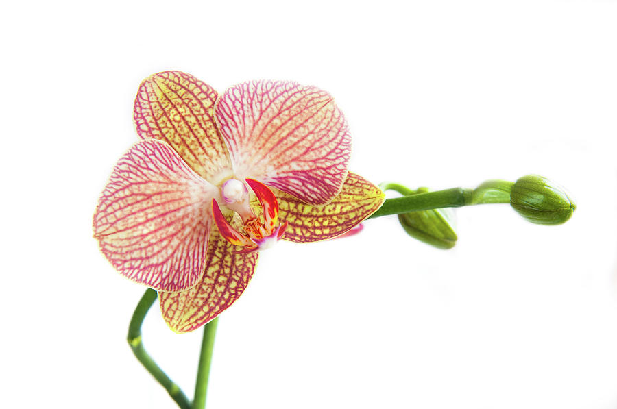 Orchid, Phalaenopsis, flower #1 Photograph by Michalakis Ppalis