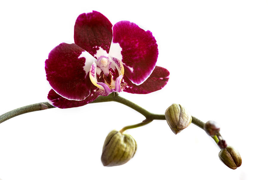 Orchid phalaenopsis flower #1 Photograph by Michalakis Ppalis