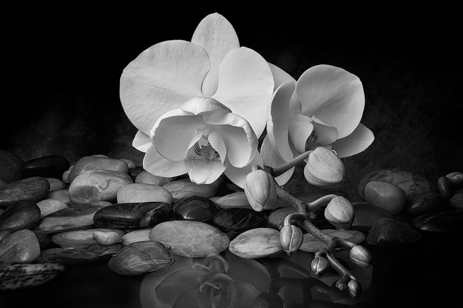 Flower Photograph - Orchid - Sensuous Virtue #1 by Tom Mc Nemar