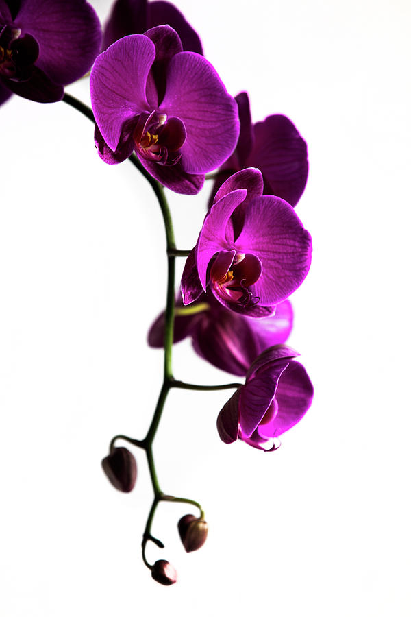 Orchid #1 Photograph by Steve Gravano