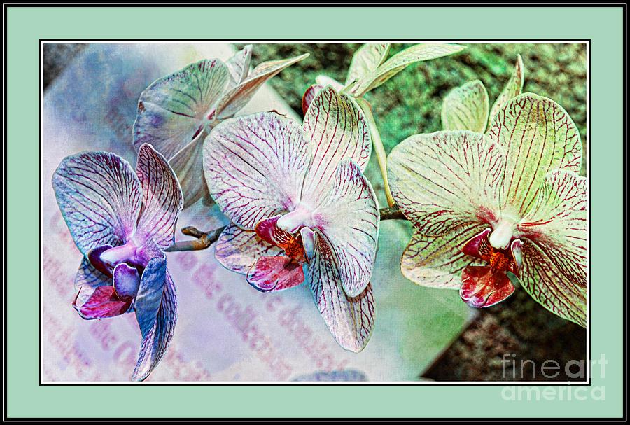 Orchid Trio Photograph