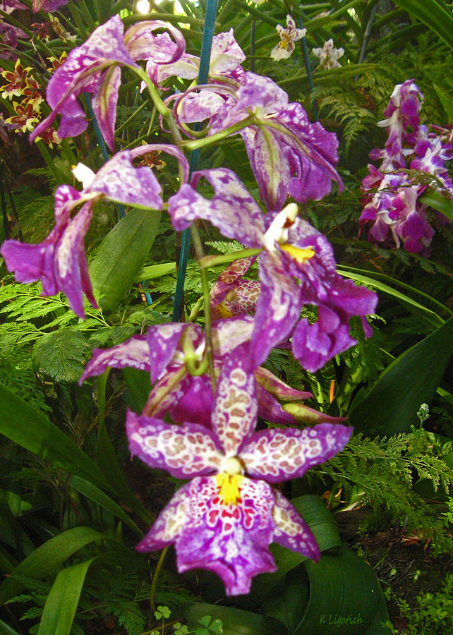 Orchid Photograph - Orchids - Purple Polka Dots #1 by Kerri Ligatich