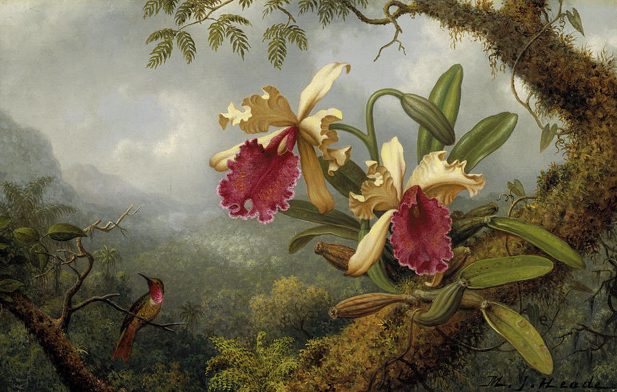 Magnolia Movie Painting - Orchids and hummingbird #1 by Martin Johnson Heade