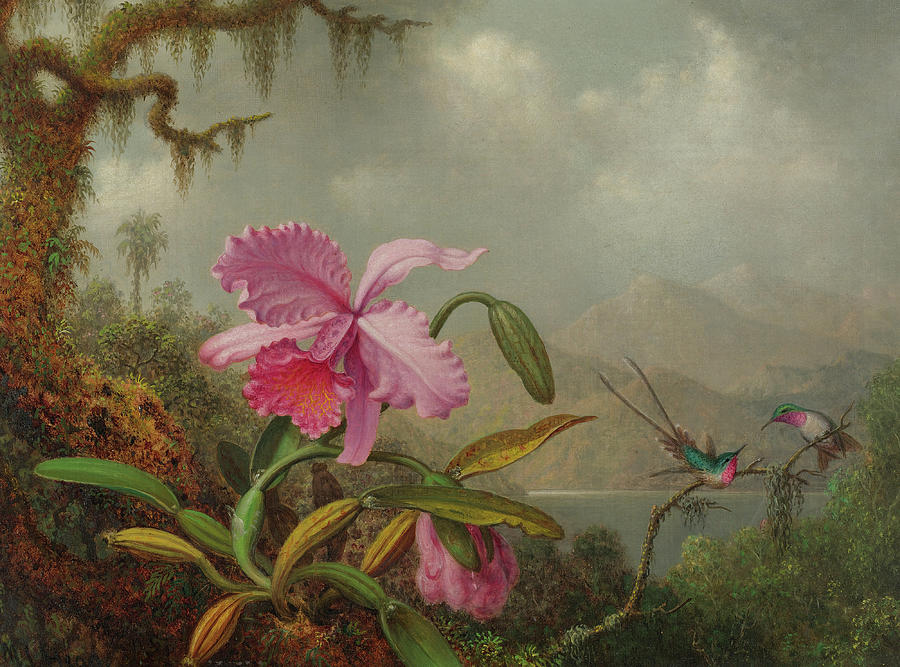 Orchids and Hummingbirds #3 Painting by Martin Johnson Heade