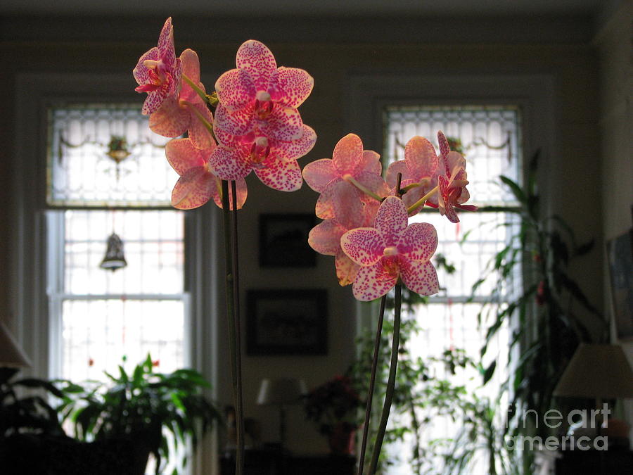 Orchids in the Parlor #1 Photograph by Erik Falkensteen