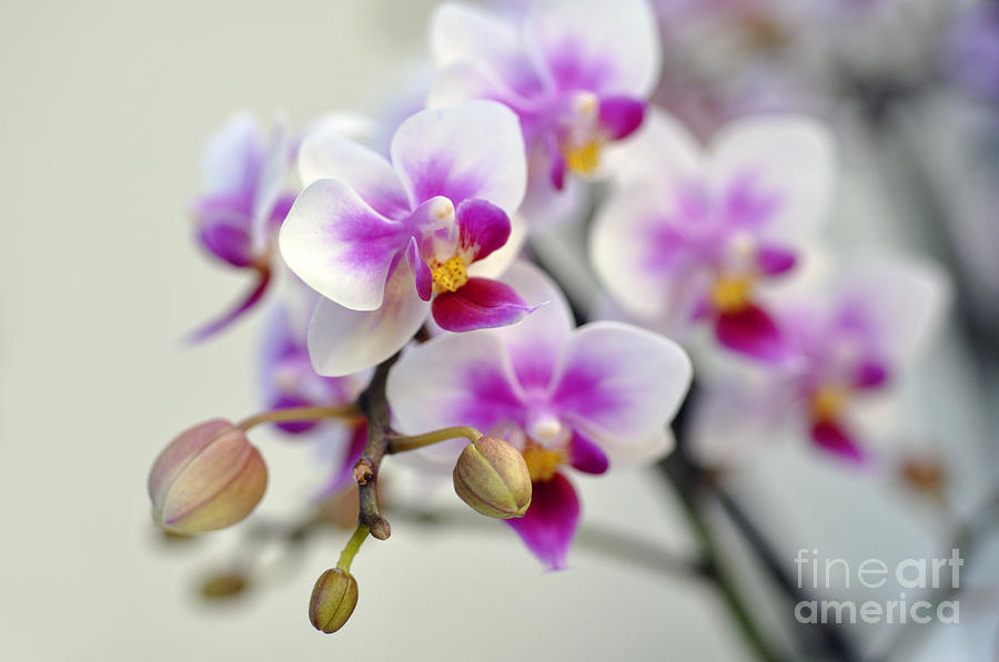 Orchid Photograph - Orchids by LS Photography Orchid Photograph - Orchids by LS Photography