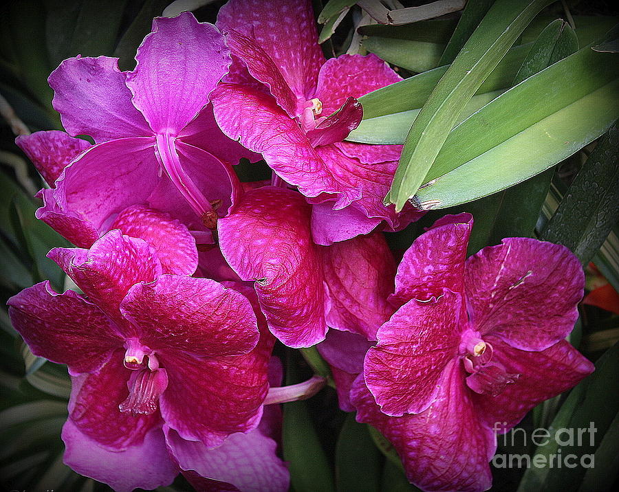 Orchid Photograph - Orchids Lovely in Magenta by Dora Sofia Caputo