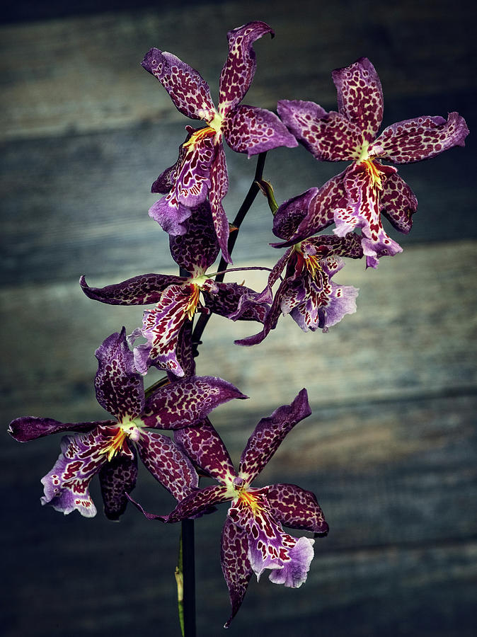 Orchids by Teresa Mann Orchids by Teresa Mann