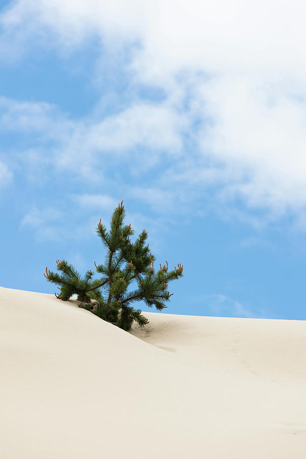 Oregon Dunes Tree Photograph by Scott Slone