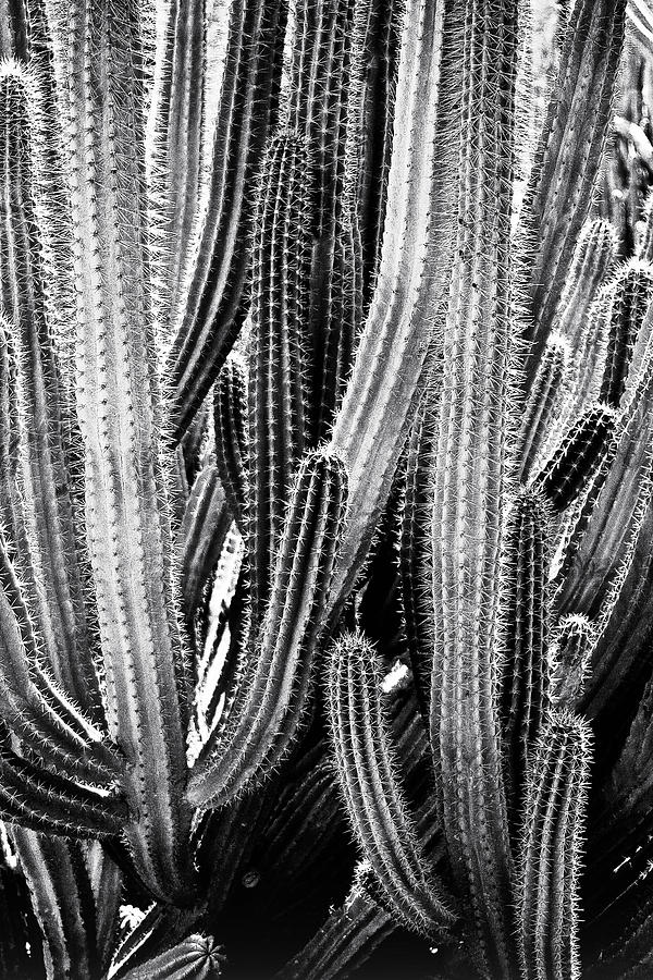 Organ Pipe Cactus #1 Photograph by Roger Passman
