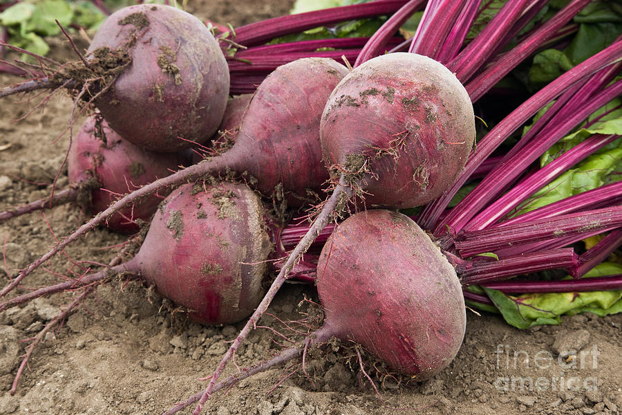 Organic Harvested Beets #1 Photograph by Inga Spence