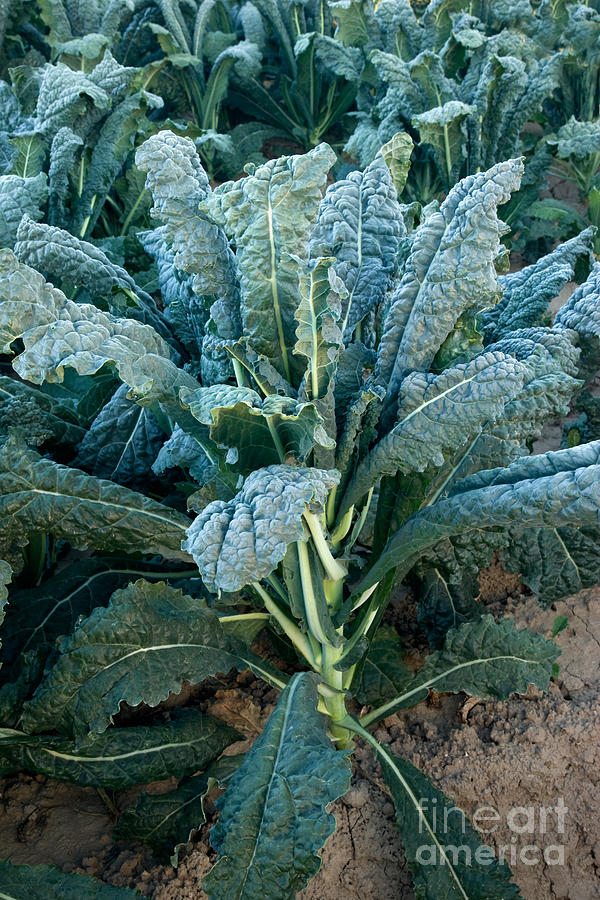 Organic Italian Kale #1 Photograph by Inga Spence