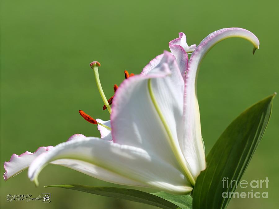 Oriental Lily named Millesimo #3 Photograph by J McCombie