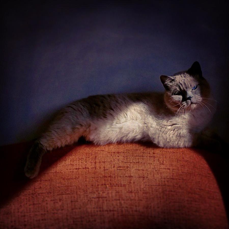 Orlando The Cat #1 Photograph by Rafa Rivas