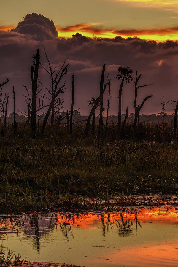 Orlando Wetlands Sunrise #1 Photograph by Dorothy Cunningham