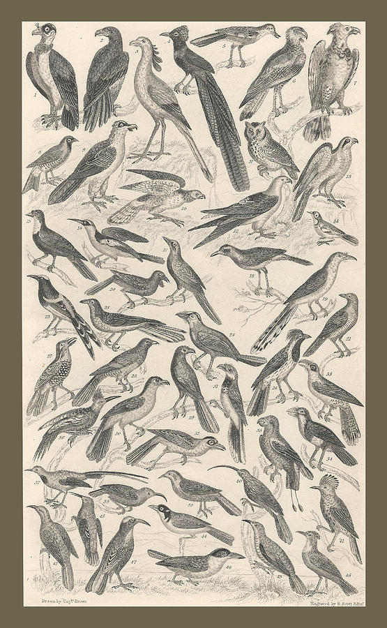 John James Audubon Drawing - Ornithology #1 by Dreyer Wildlife Print Collections 