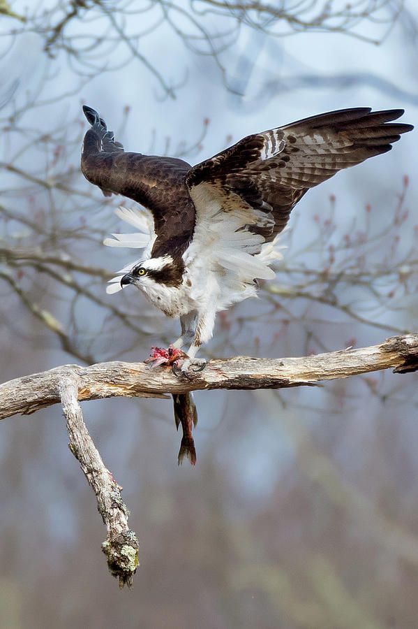 Osprey  #1 Photograph by Bill Wakeley