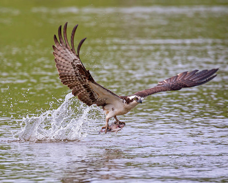 Osprey Catch #1 Photograph by Alan Raasch