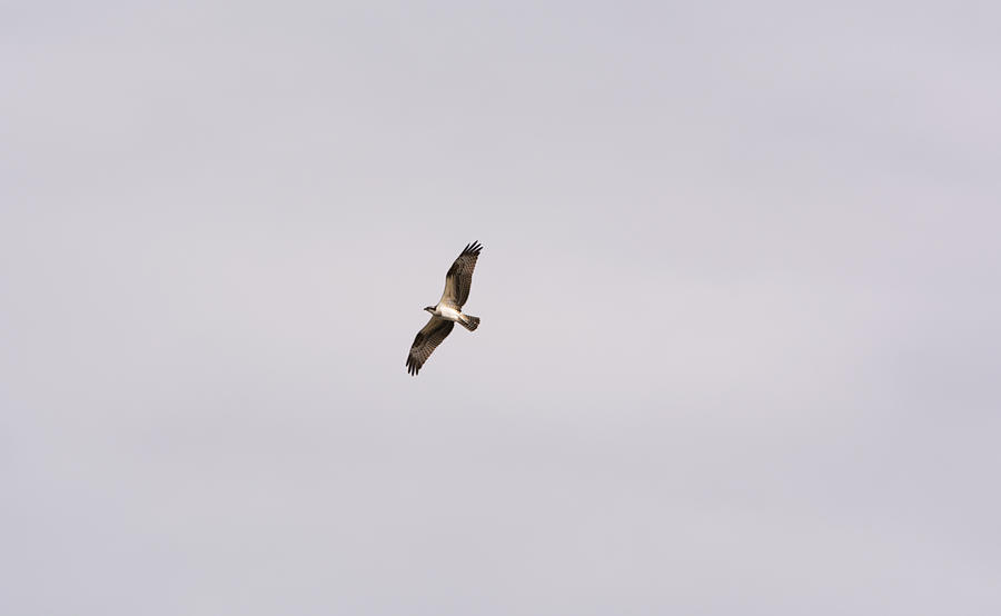 Osprey Flying Photograph