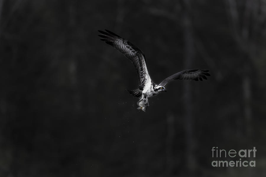 Osprey flying with fish caught #1 Photograph by Dan Friend