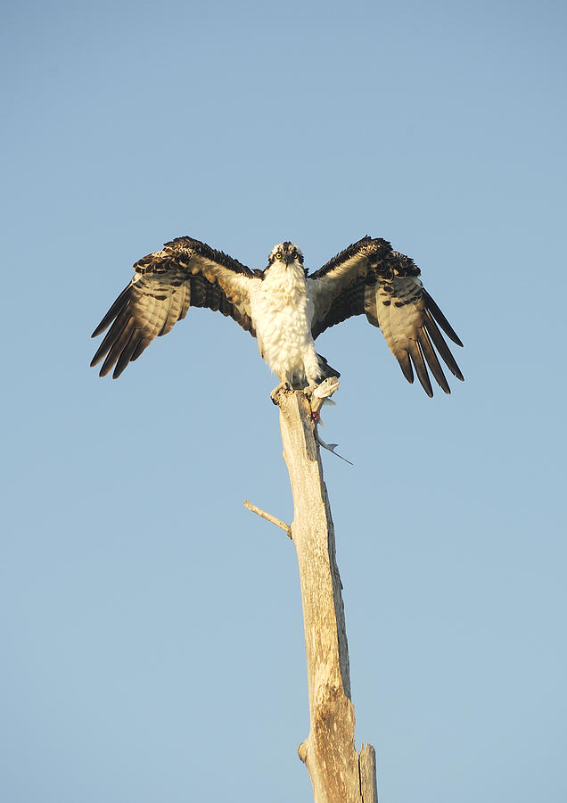 Osprey #1 Photograph by Gouzel -