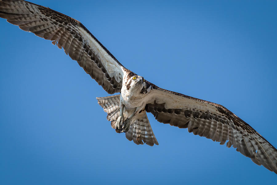 Osprey Hawk in Flight #1 Photograph by Joe Myeress