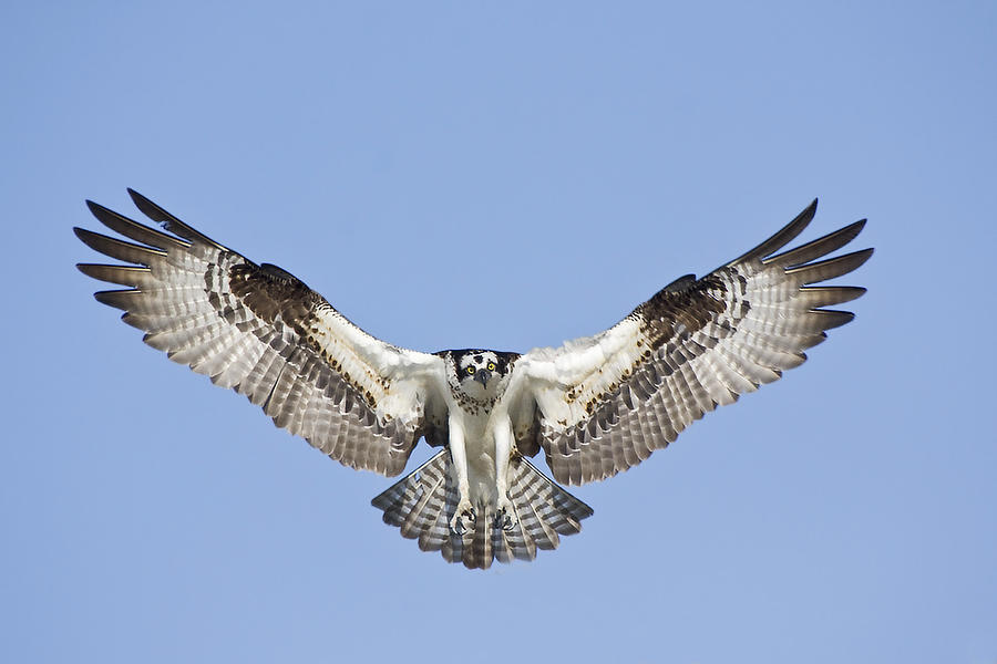 Osprey in Flight Photograph by Bob Decker