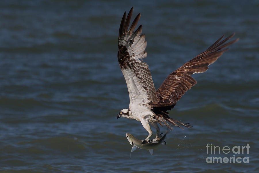 Osprey in Flight #1 Photograph by Meg Rousher