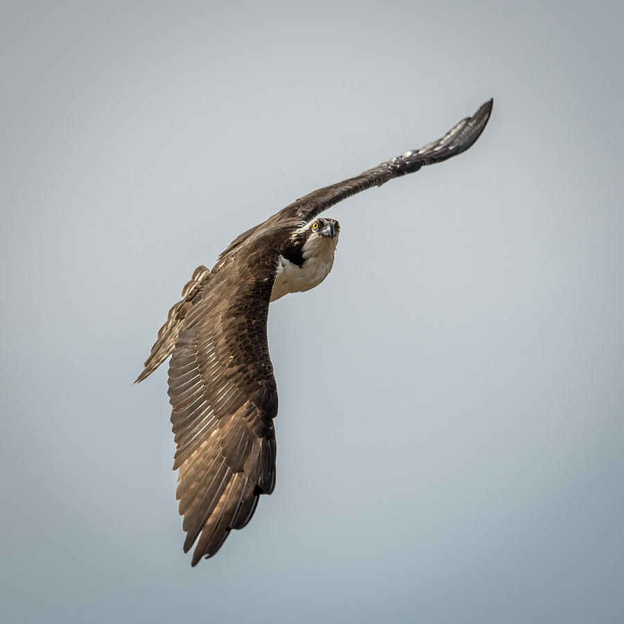 Osprey in Flight #1 Photograph by Paul Freidlund