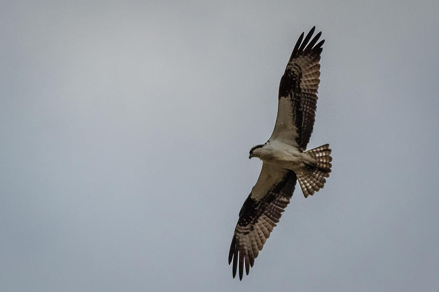 Osprey in flight Photograph by SAURAVphoto Online Store