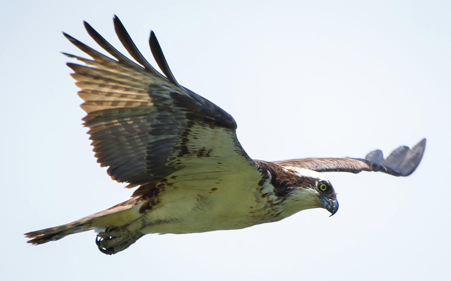 osprey flight