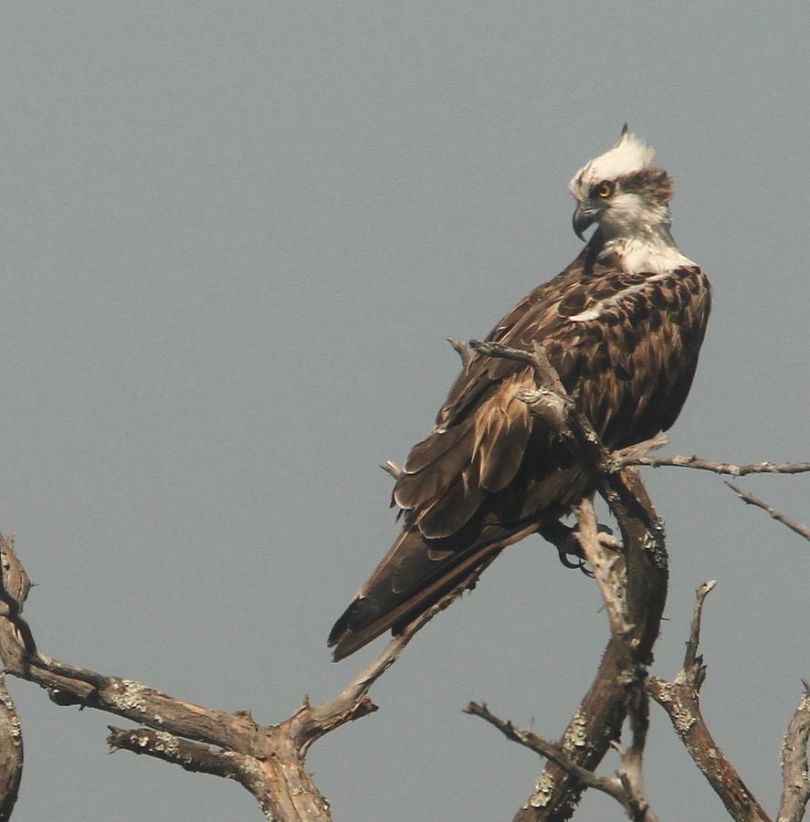 Osprey Photograph by Jacquie Law