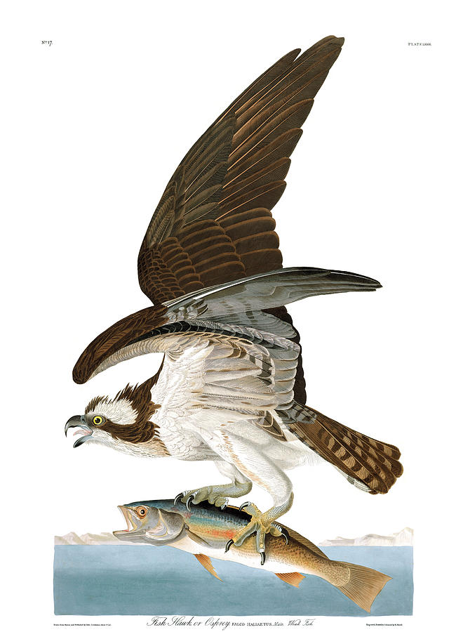 John James Audubon Painting - Osprey #1 by John James Audubon