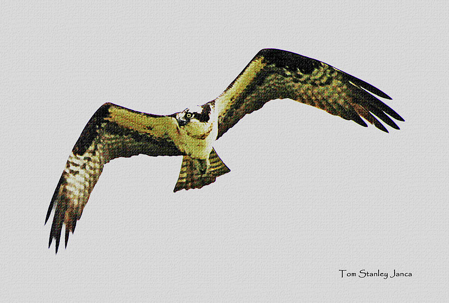Osprey Looking For Lunch #1 Digital Art by Tom Janca