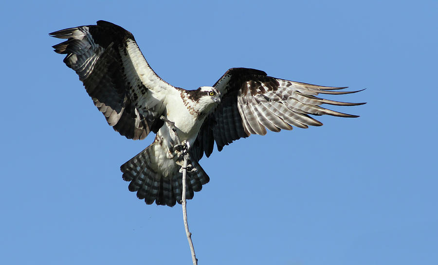 adult osprey