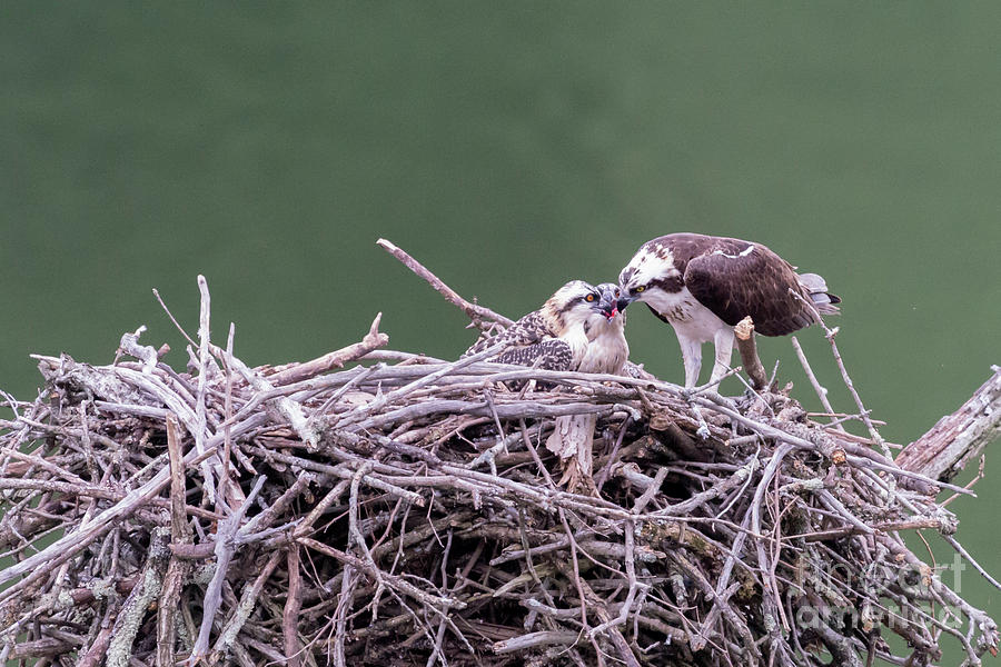 Osprey mom feeding fish to the young osprey #1 Photograph by Dan Friend