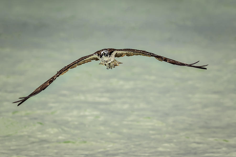 Osprey #1 Photograph by Peter Lakomy