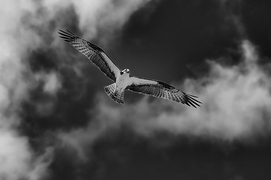 Osprey #1 Photograph by Maria Jansson