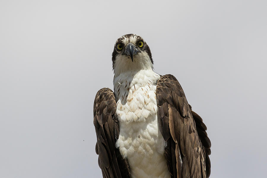 Osprey Stares Into The Camera #1 Photograph by Tony Hake