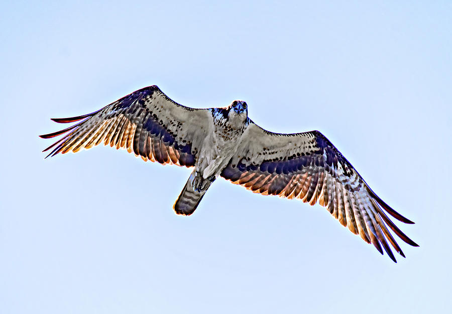 Osprey #1 Photograph by Steve Harrington