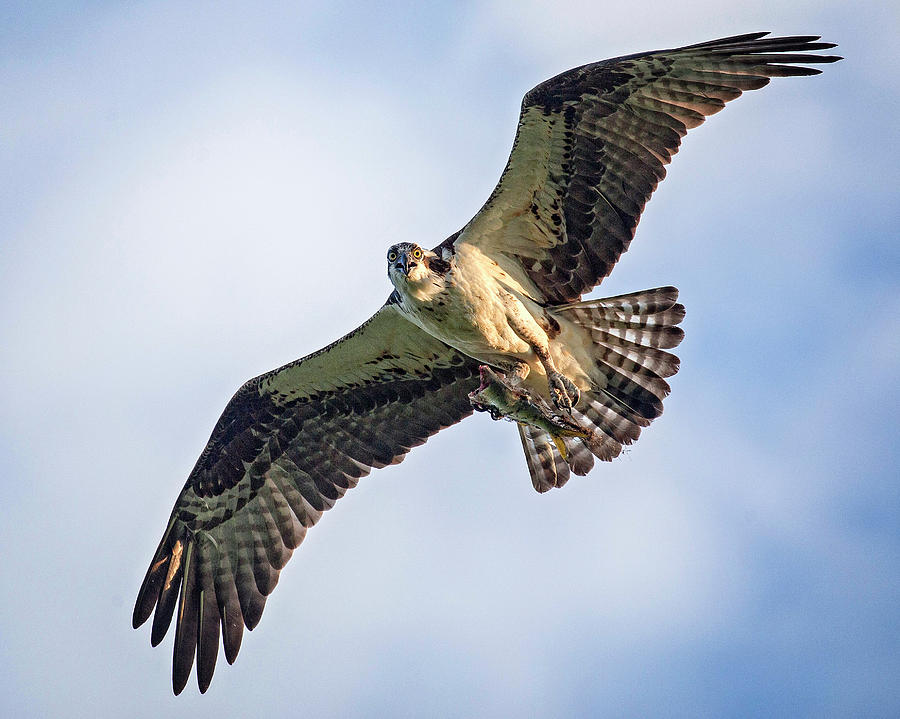 Osprey with Catch #1 Photograph by Alan Raasch