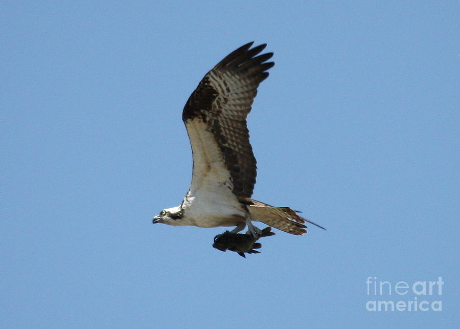 Osprey with Fish 2 Photograph by Carol Groenen