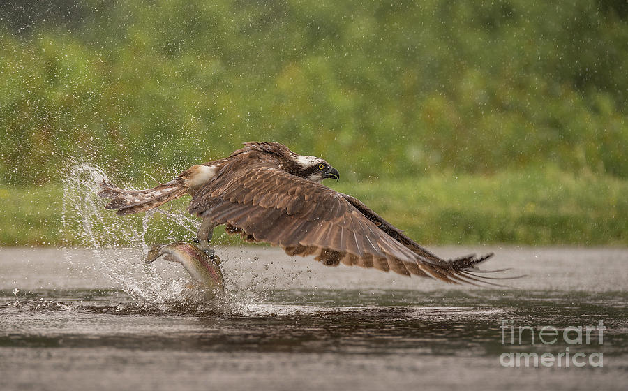 Osprey With Fish Photograph