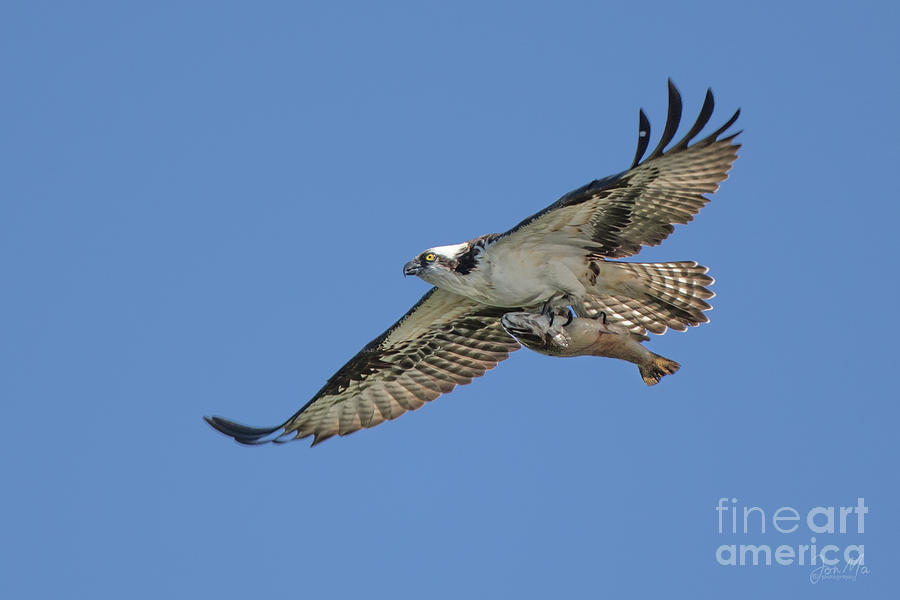 Stealth Photograph - Osprey with Sushi for Lunch #1 by Jon Ma