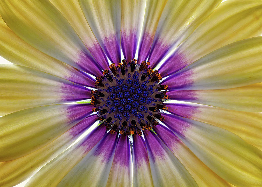 Osteospermum The Cape Daisy #1 Photograph by Shirley Mitchell