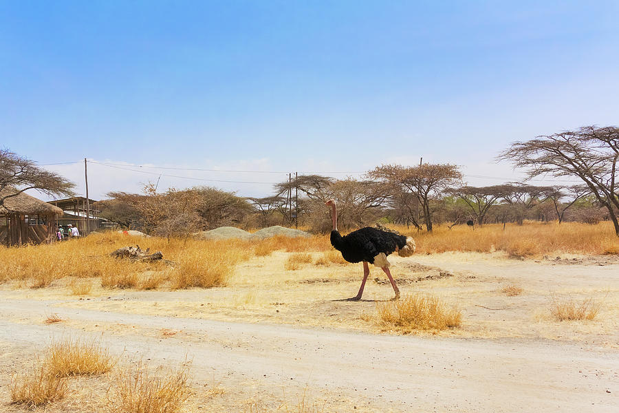 Ostrich in National Park in Ethiopia. #1 Photograph by Marek Poplawski