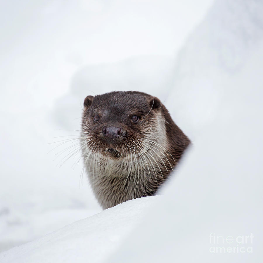 Otter in Winter #1 Photograph by Arterra Picture Library