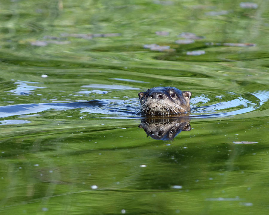 Otter Swims Photograph